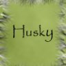 Der_graue_Husky