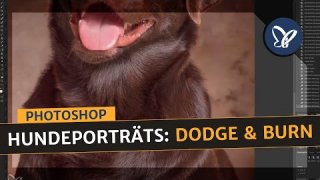 Retusche in Photoshop: Dodge and Burn – mit Hundeporträts arbeiten