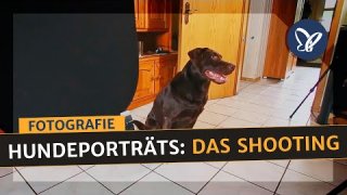 Tierfotografie: Das Fotoshooting eines Hundes