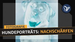 Tierfotografie: Hundeporträts nachschärfen